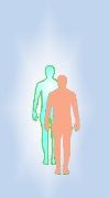 Astral body as a template upon which the cells align themselves to form the physical body.