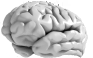 Small image of the human brain.