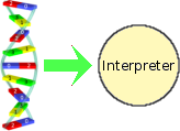 How a DNA script requires an interpreter mechanism.