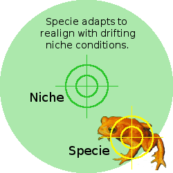 Illustration of how a specie adapts to realign with its drifting niche.