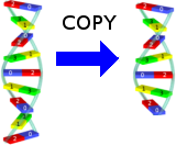 DNA information loss or corruption during the copying process.