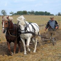 Farmer in a field with horses and plough.