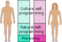 Differences in the so-called 'programming' of the male and female brains.
