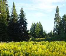 Fotografia de um hectare de terra perto de Saint-Georges, Quebec, Canadá, batida pelo autor em julho de 2013.